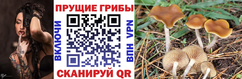 Псилоцибиновые грибы мицелий  Купить  Воркута 